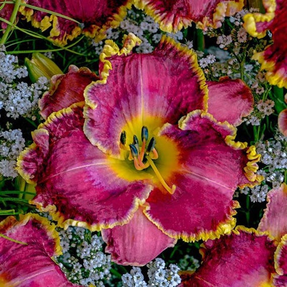 Raspberry Eclipse Daylily Hot Pink Day Lily Bare Root Reblooming
