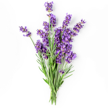 Lavender leaves and flowers.