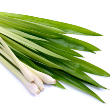 Lemon grass leaves and bulb.