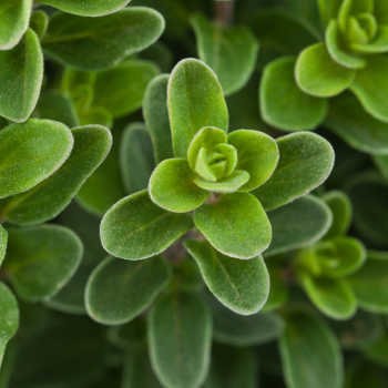 Herb identification - marjoram leaves.