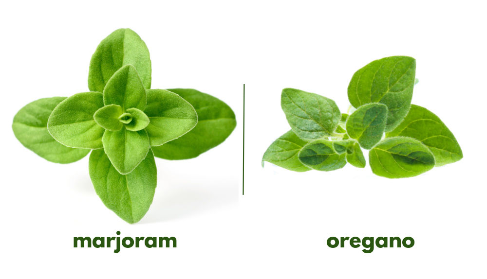 Herb identification can be hard as these Pictures of marjoram and oregano show