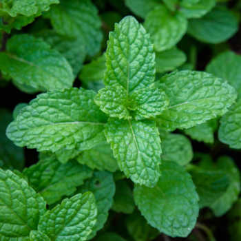 Close up of mint leaves.