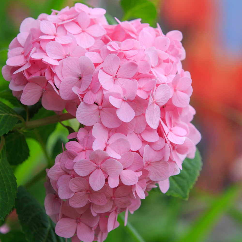 Pink hydrangea flower.