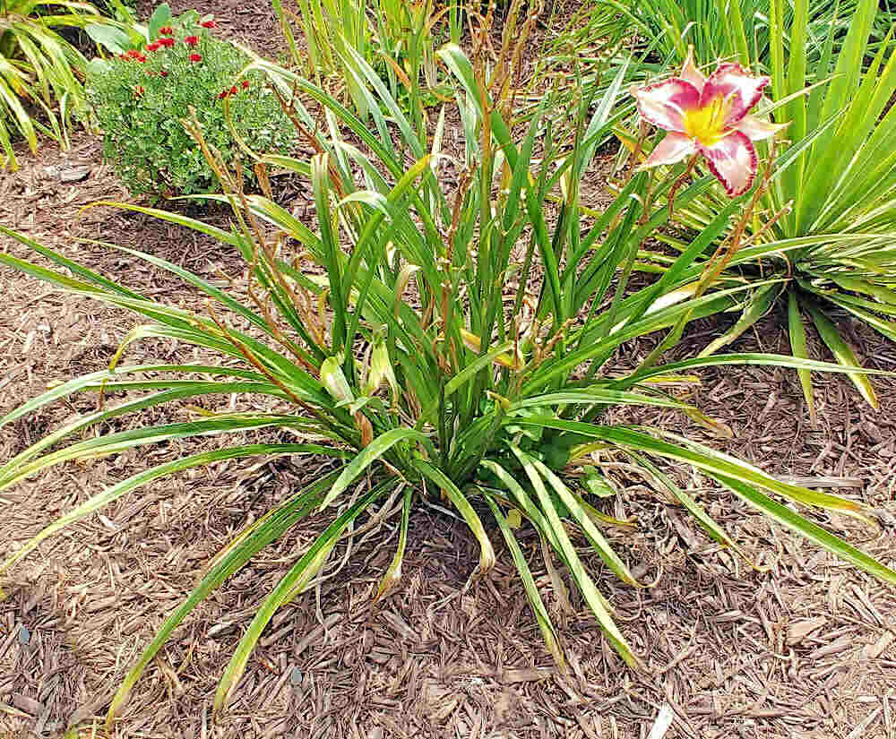 Classic Edge daylily that needs some TLC.
