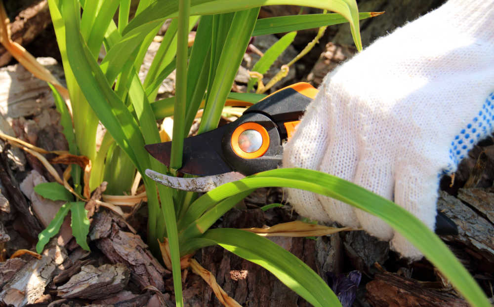 Hand in gardening glove, pruning daylily scape. Final step in deadheading daylilies.