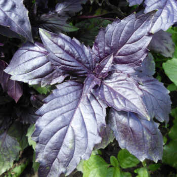 Leaves of purple basil herb.