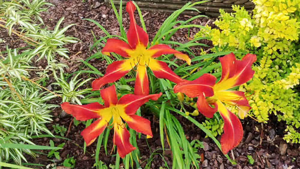 Three red and yellow spider lilies.