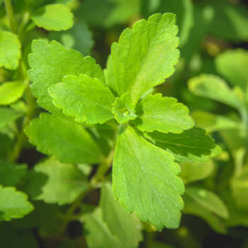Stevia leaf.