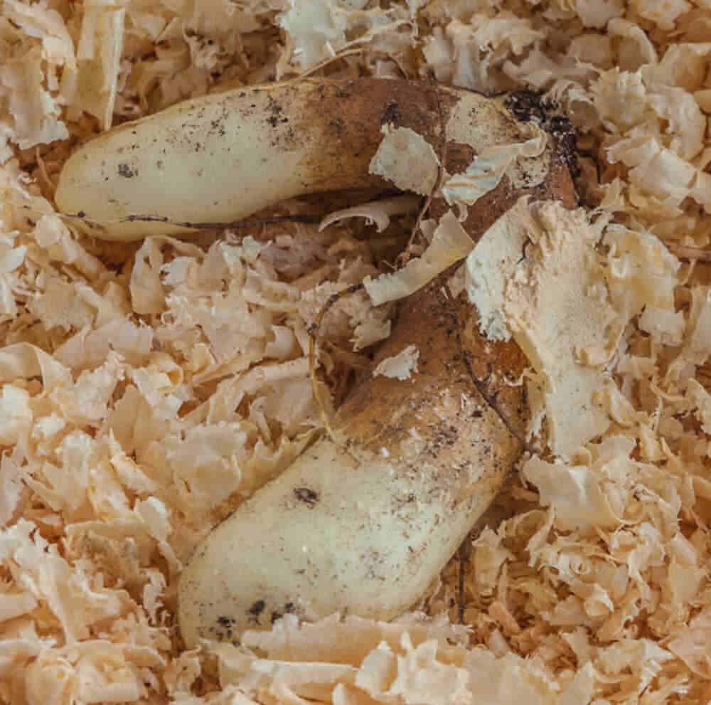 Tubers of gloriosa rothschildiana in sawdust for winter.
