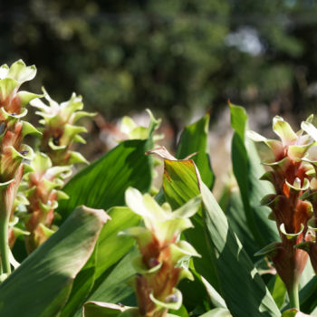 Leaves and flowers of the turmeric plant.