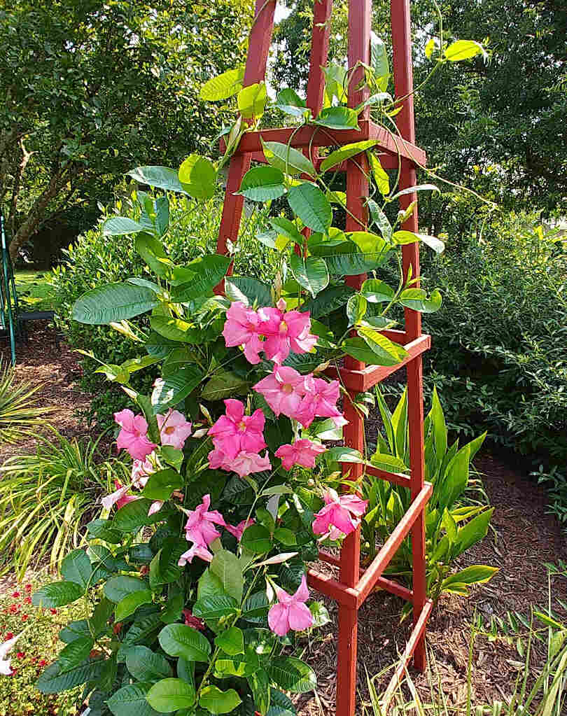 Mandevilla vines climbing up a wooden garden obelisk.
