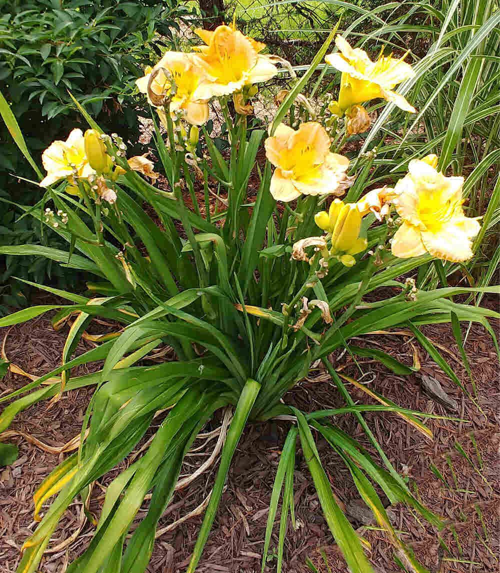 Yellow daylily flowers with some spent flowers.