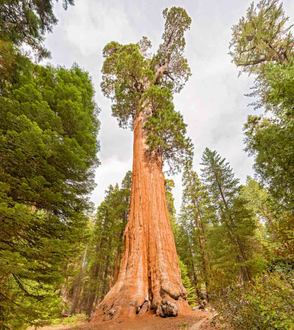 General Grant Tree in Kings Canyon National Park.