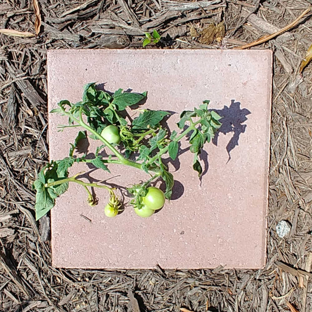 Immature tomatoes cut off a tomato plant.
