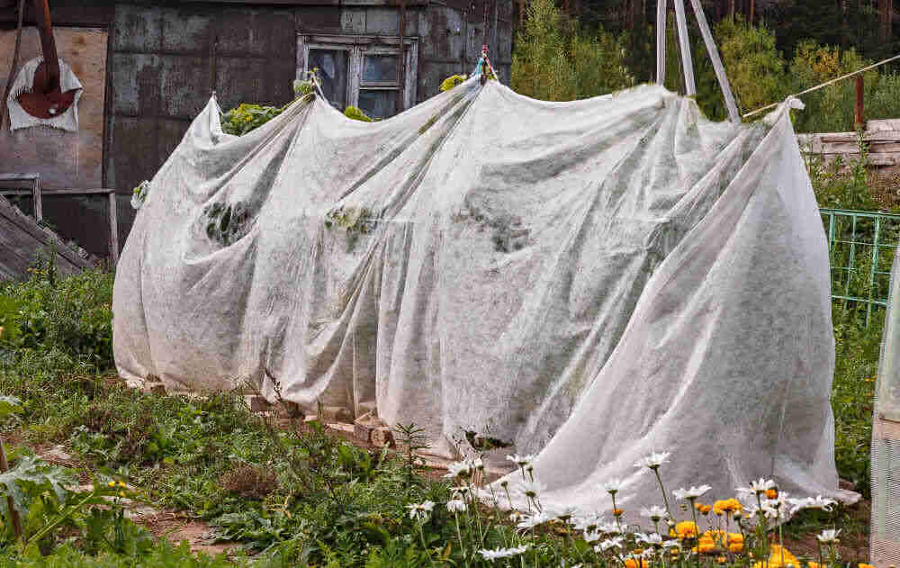 Tomato plants covered with light sheets.