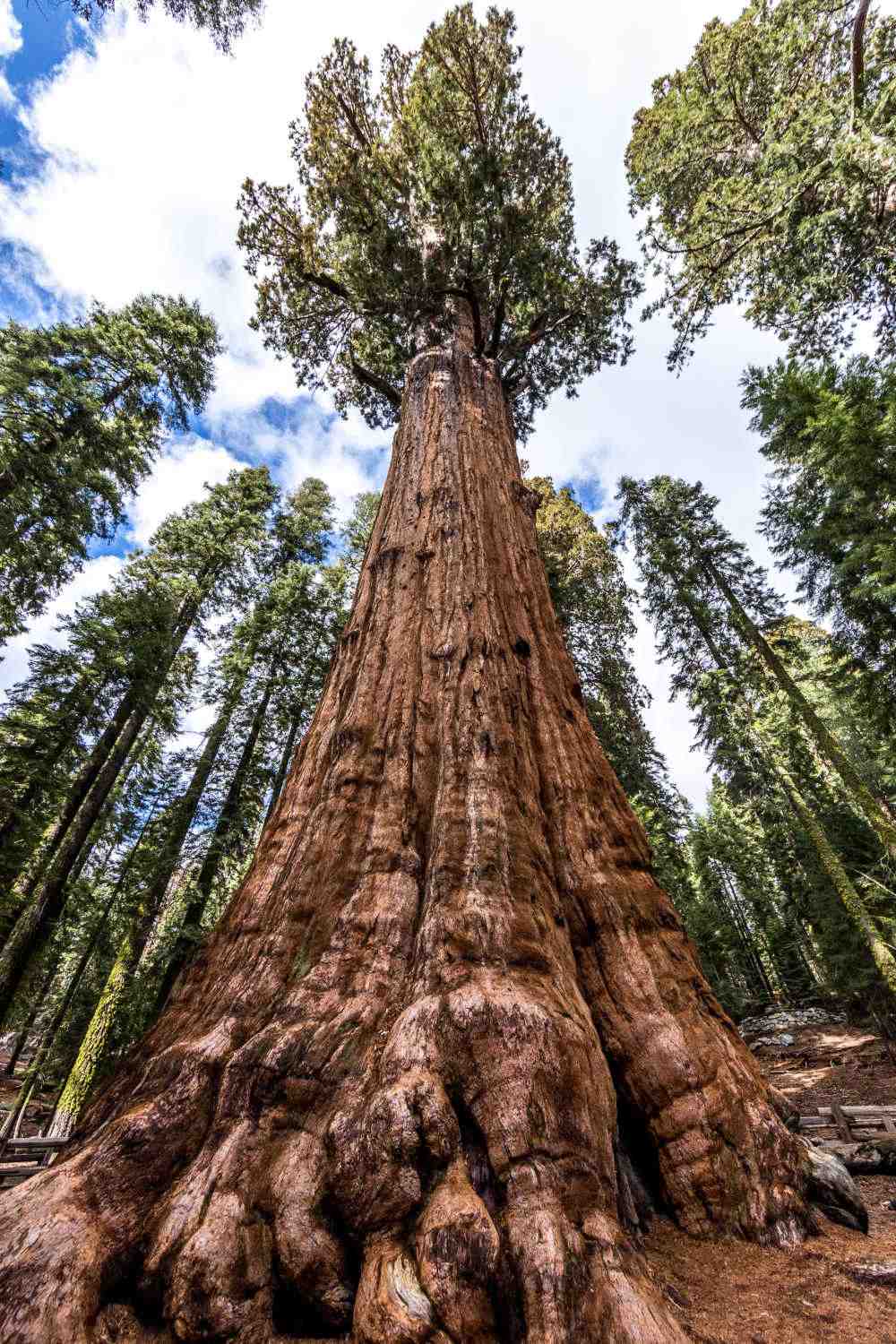 Photo of General Sherman Tree in Sequoia National Park.
