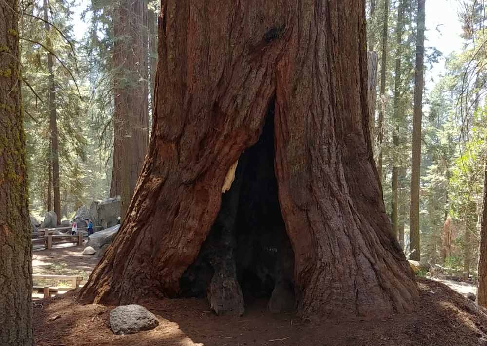Girth of General Sherman Tree in Sequoia National Park.