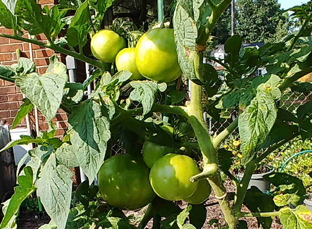 Green tomatoes on the vine.