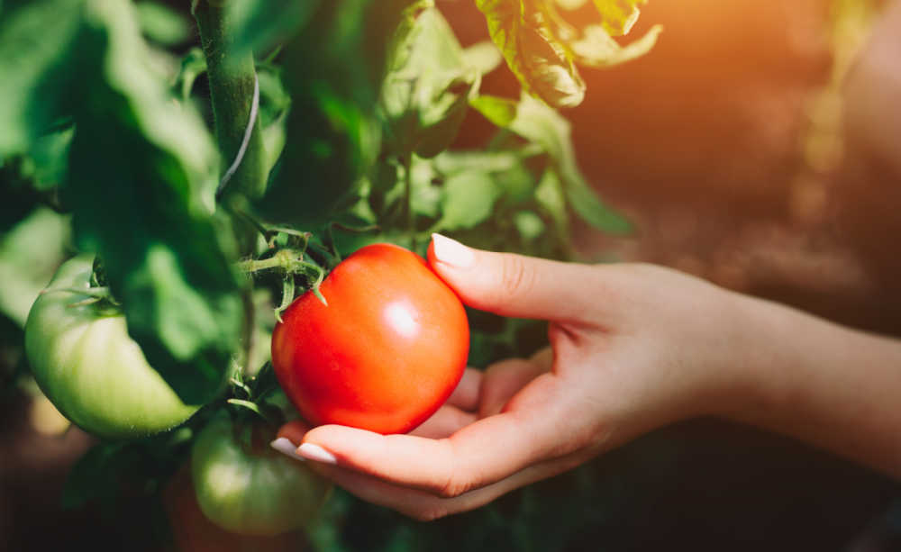 Hand picking a ripe tomato from the vine.