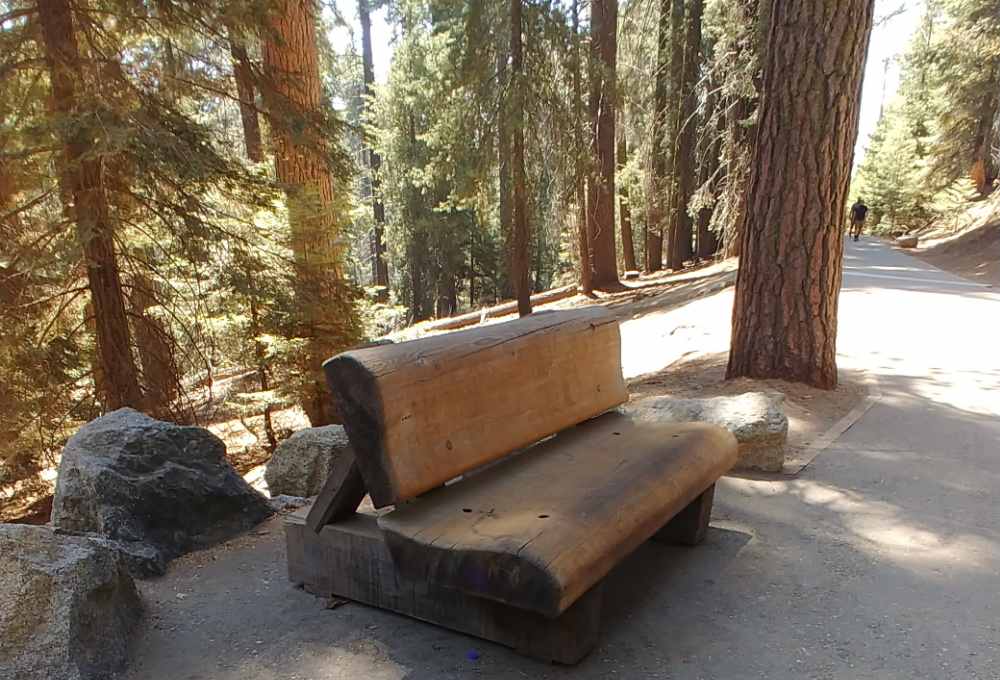 Huge bench in Sequoia National Park.