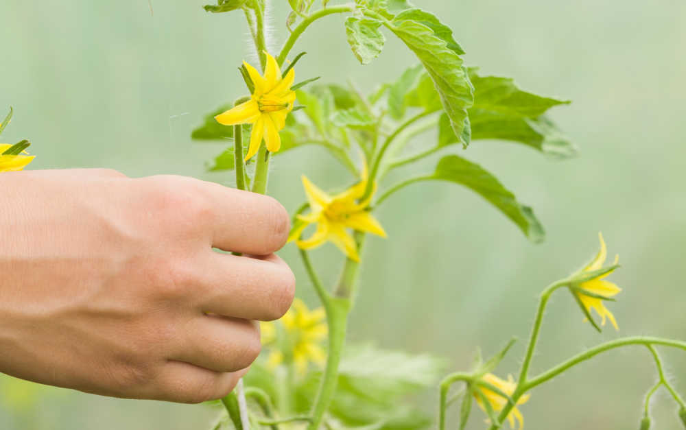 Hand picking tomato plant flowers.