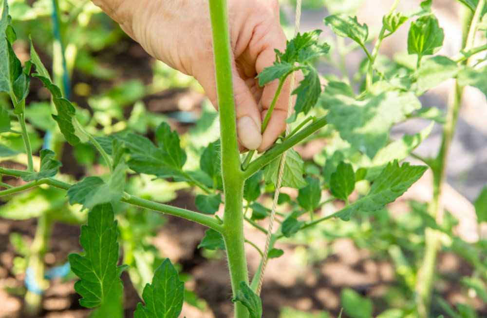 Pinching off sucker on tomato plant.