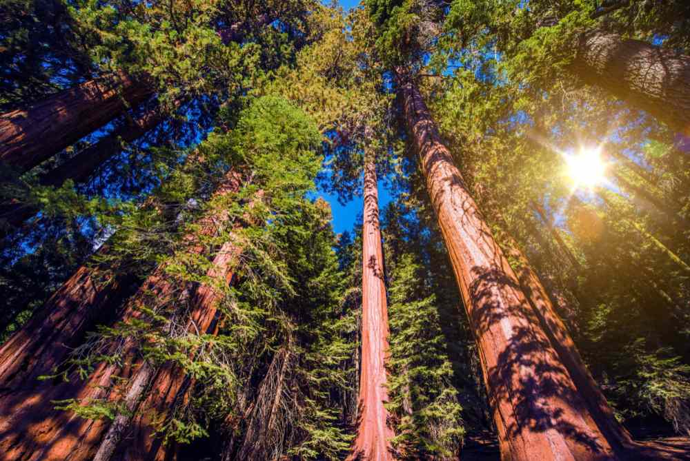 Redwoods in the Sierra Mountains.