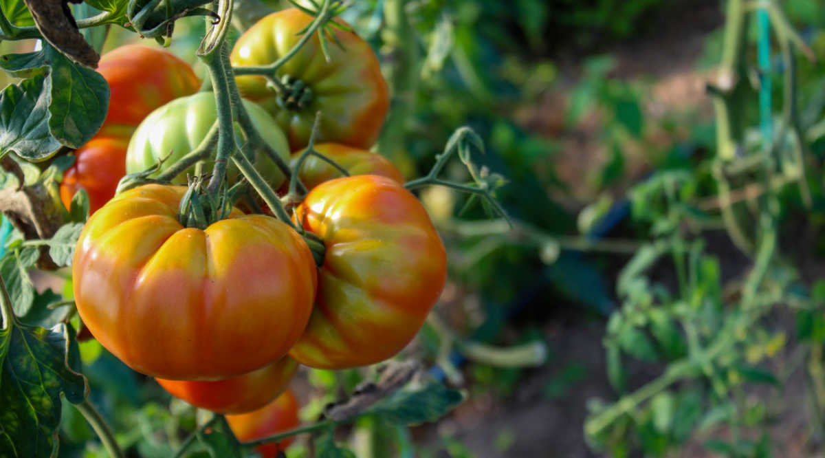 Bunch of tomatoes starting to ripen on the vine.