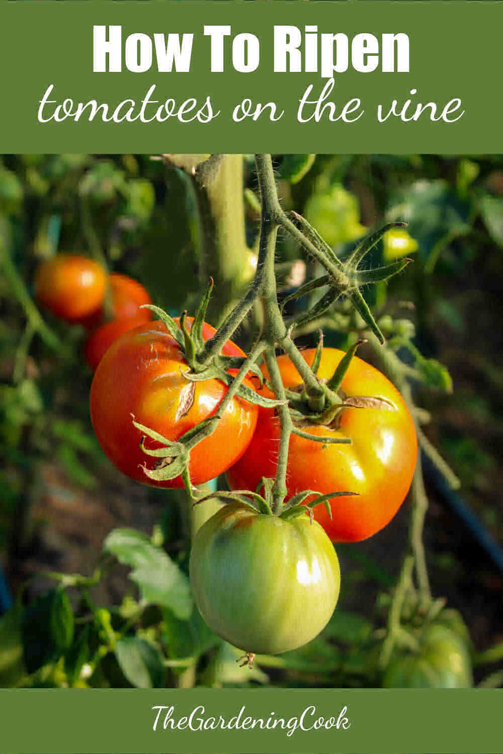 Tomatoes on the vine turning red with words reading How to Ripen Tomatoes on the vine.