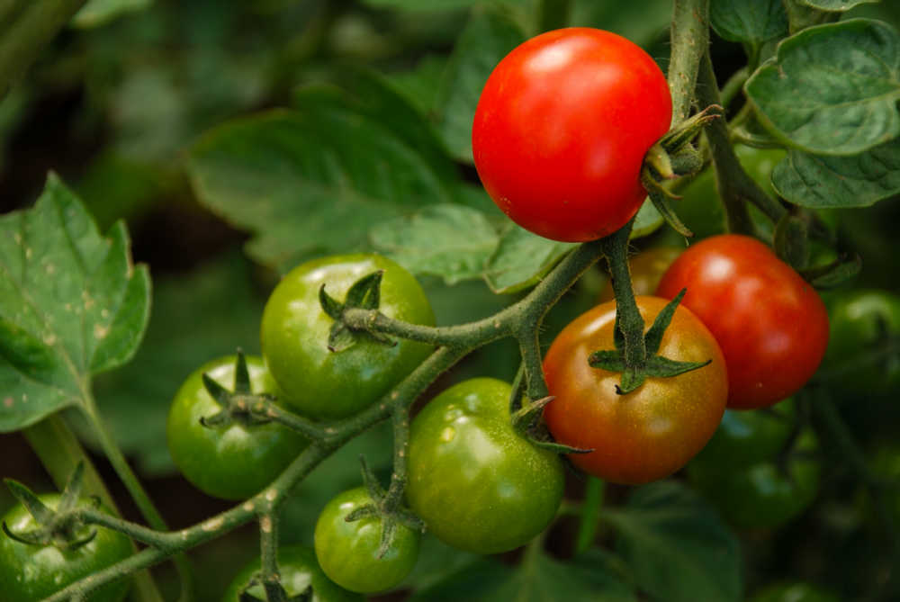 Green tomatoes ripening on the vine.