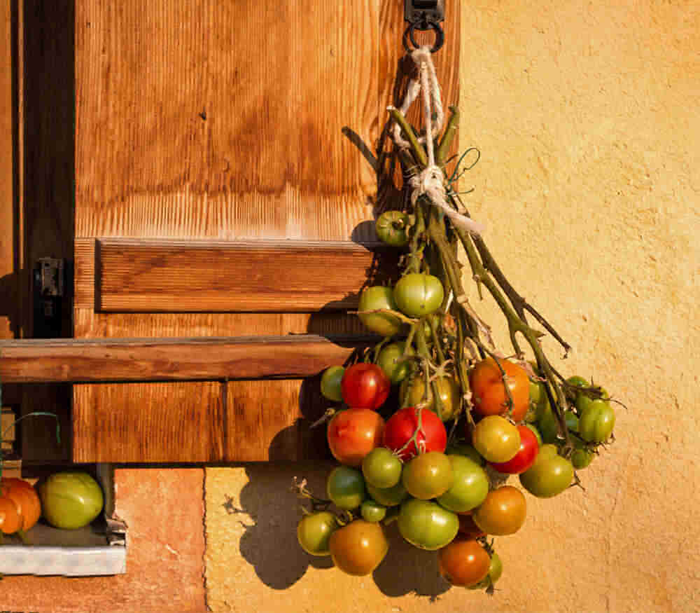 Bunch of green tomatoes on vines hanging upside down.