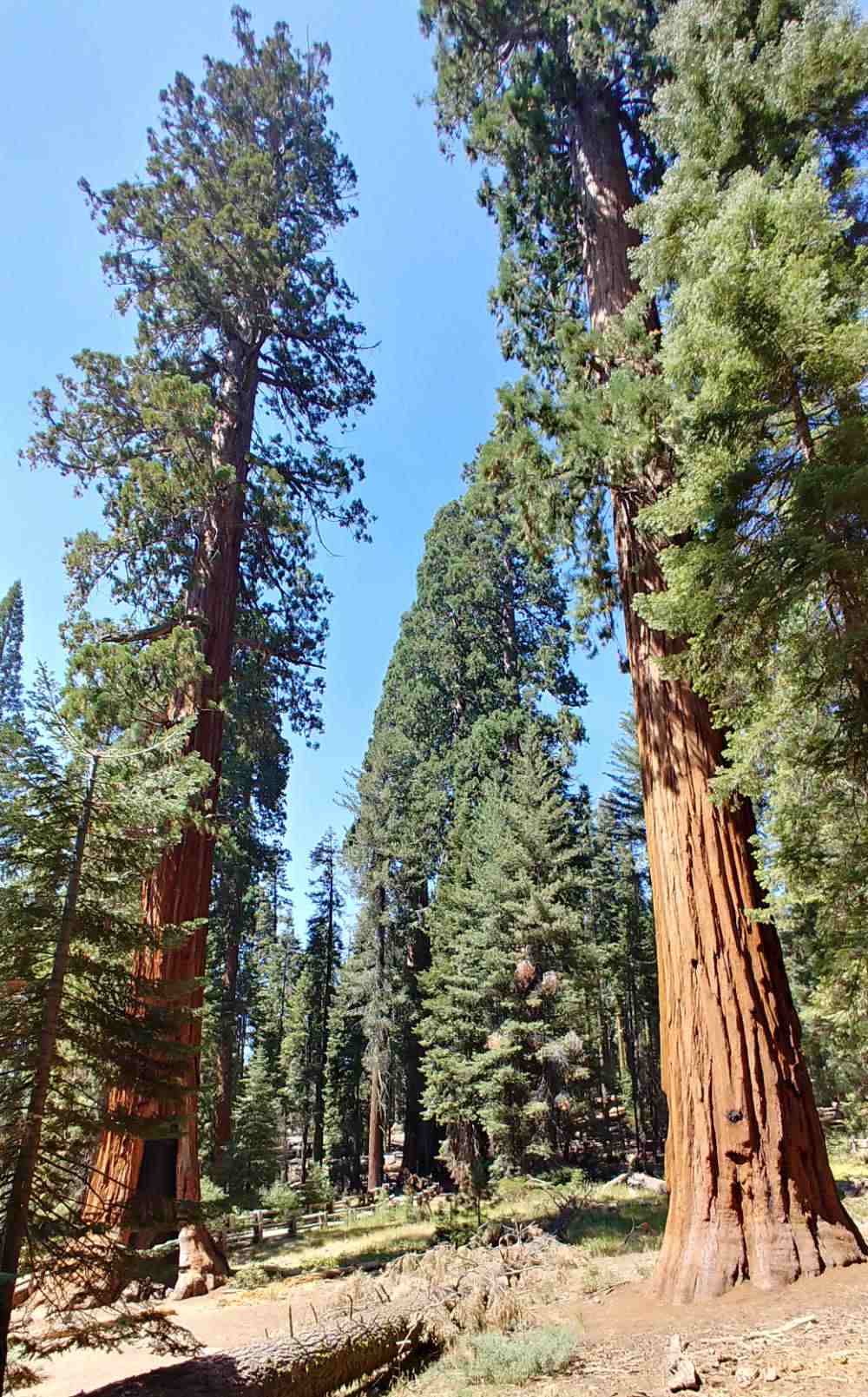 Height of sequoia trees.