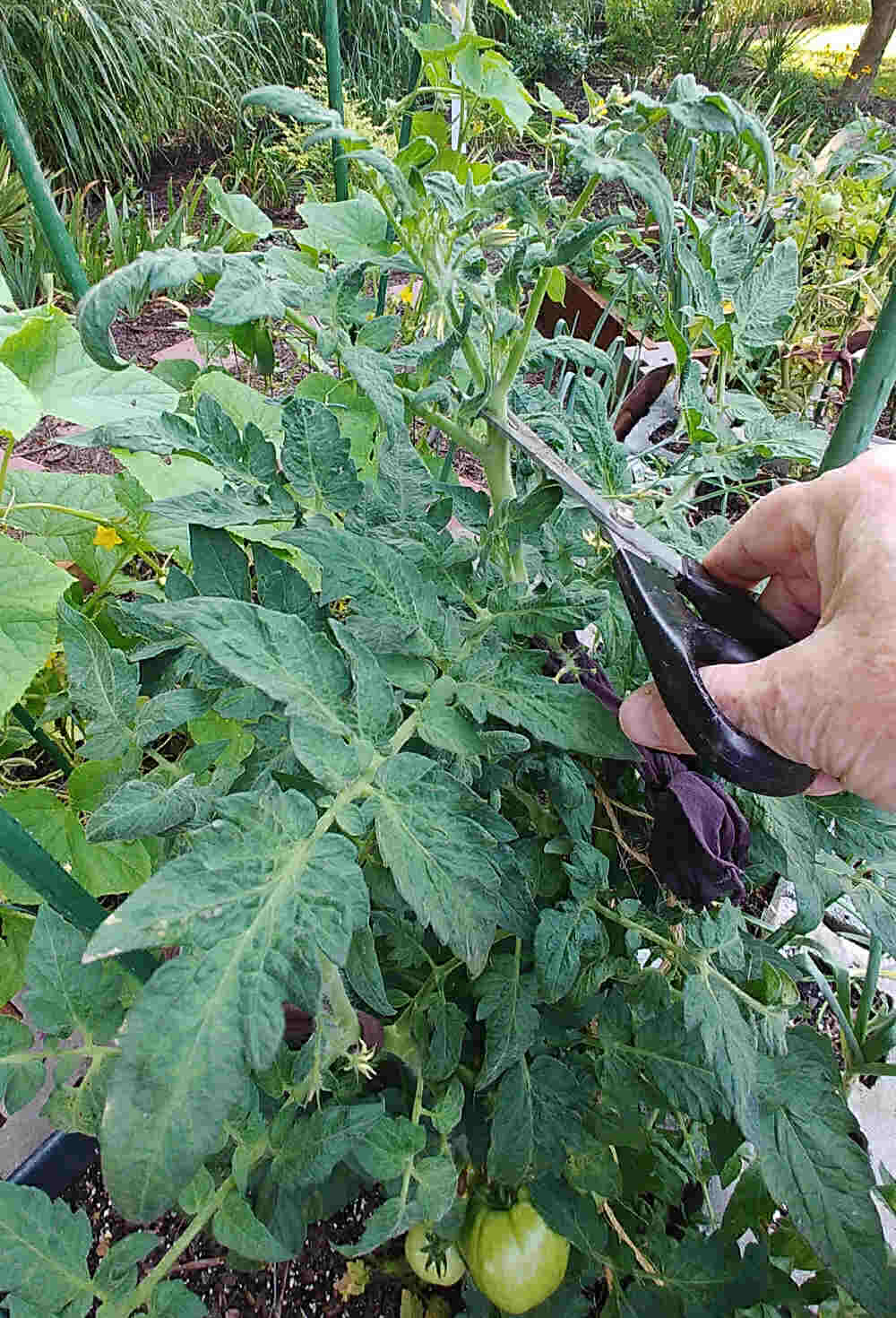 Topping a tomato plant to encourage it to ripen the green tomatoes.