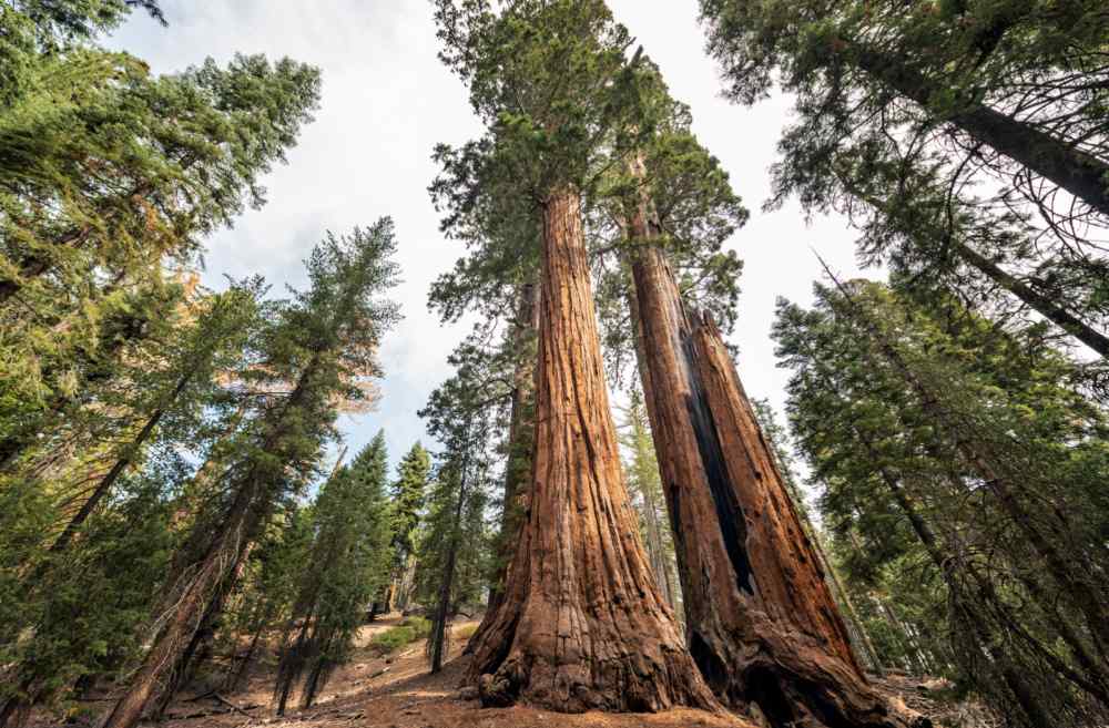 View up through sequoia trees at Sequoia National Park.