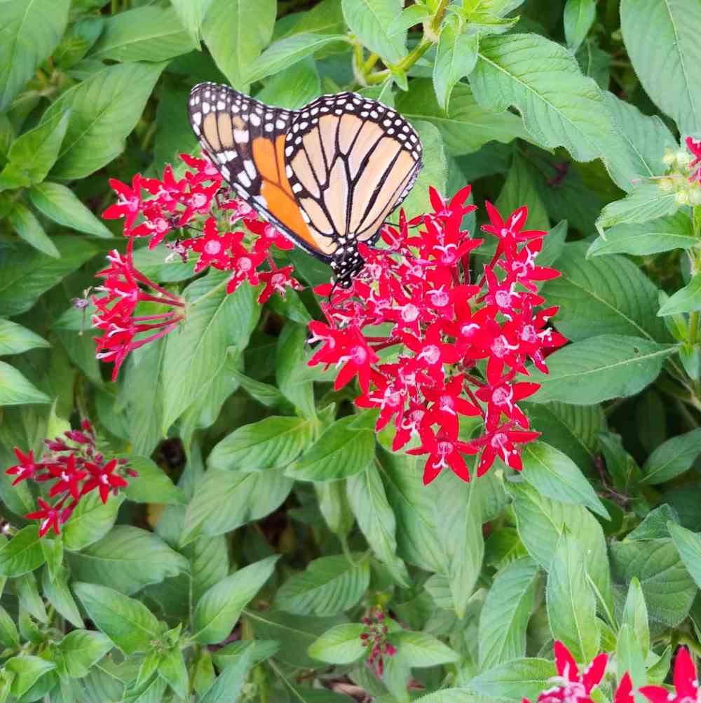 Monarch butterfly feeding on pink pentas flowers.