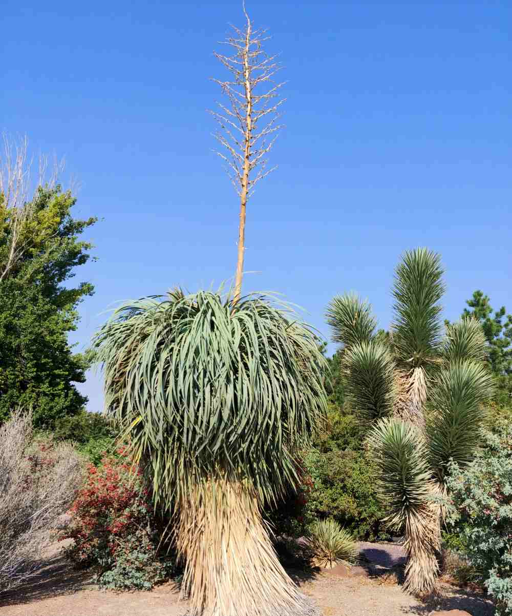 Large yucca with a flower stalk.
