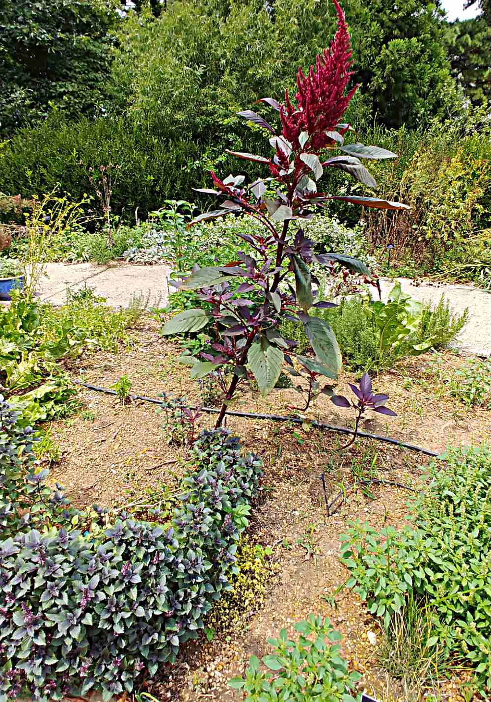Basil plant with a huge flower stalk.