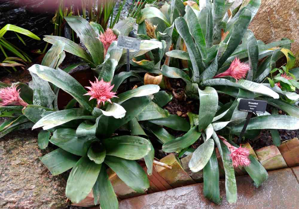 Tropical bromeliad in flower.