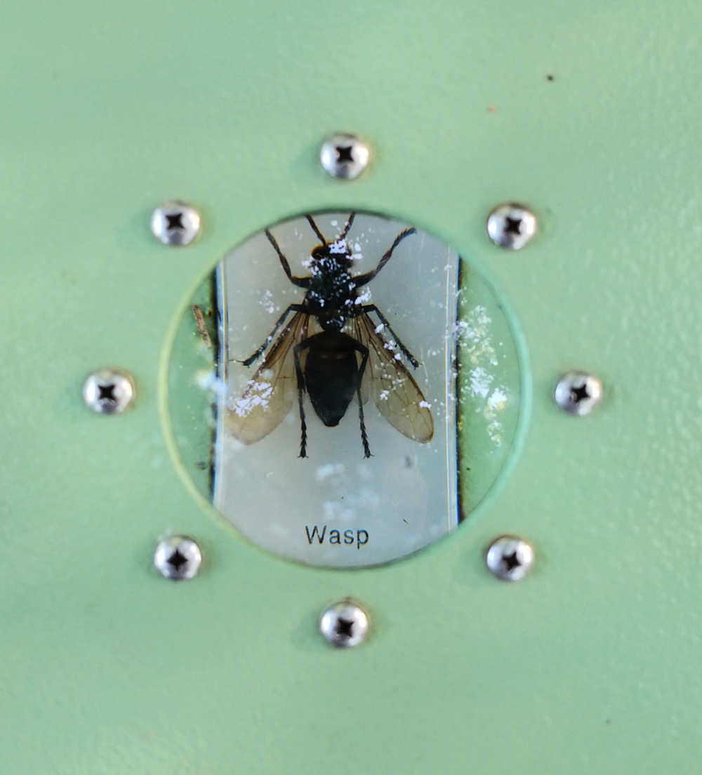 A bug magnifier with a wasp in it.