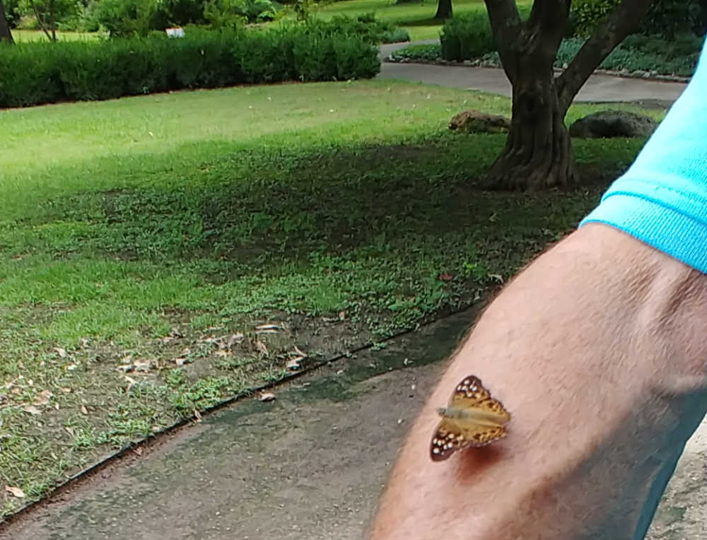 Butterfly sitting on a mans arm