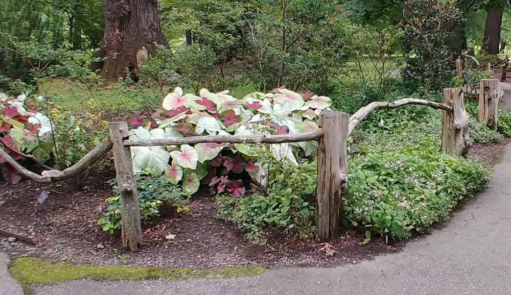 A bed of caladium plants behind a rustic garden fence.