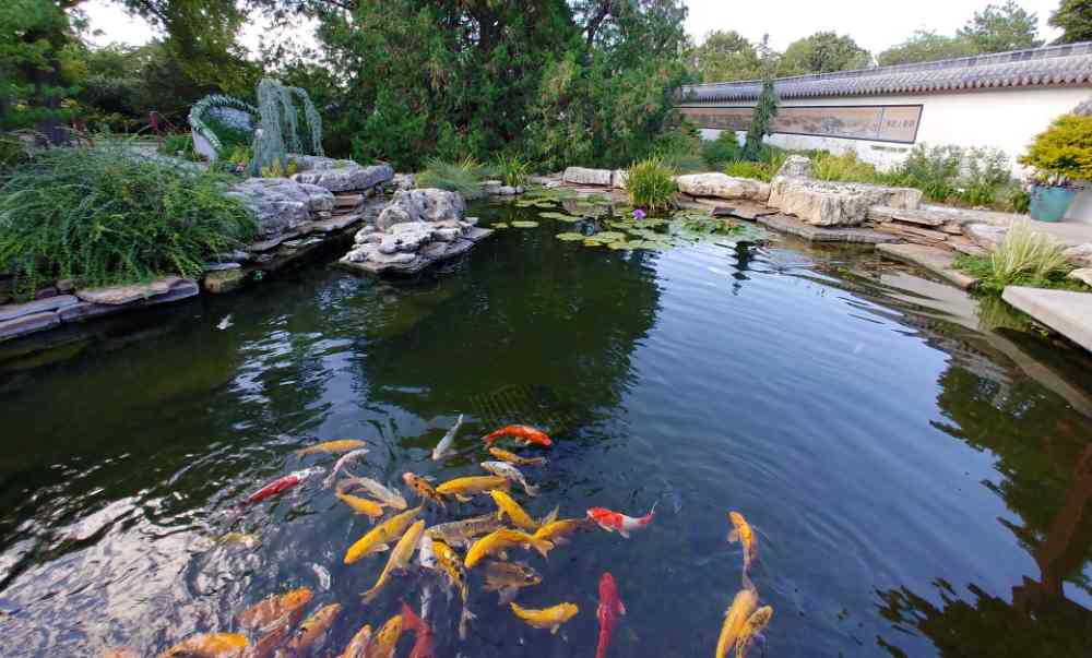 Koi pond at the Botanica the Wichita Gardens.