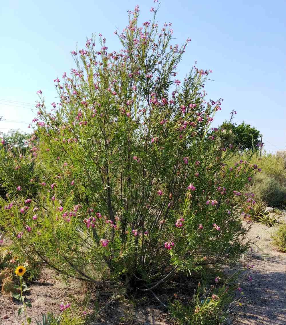 Blooming desert willow shrub.