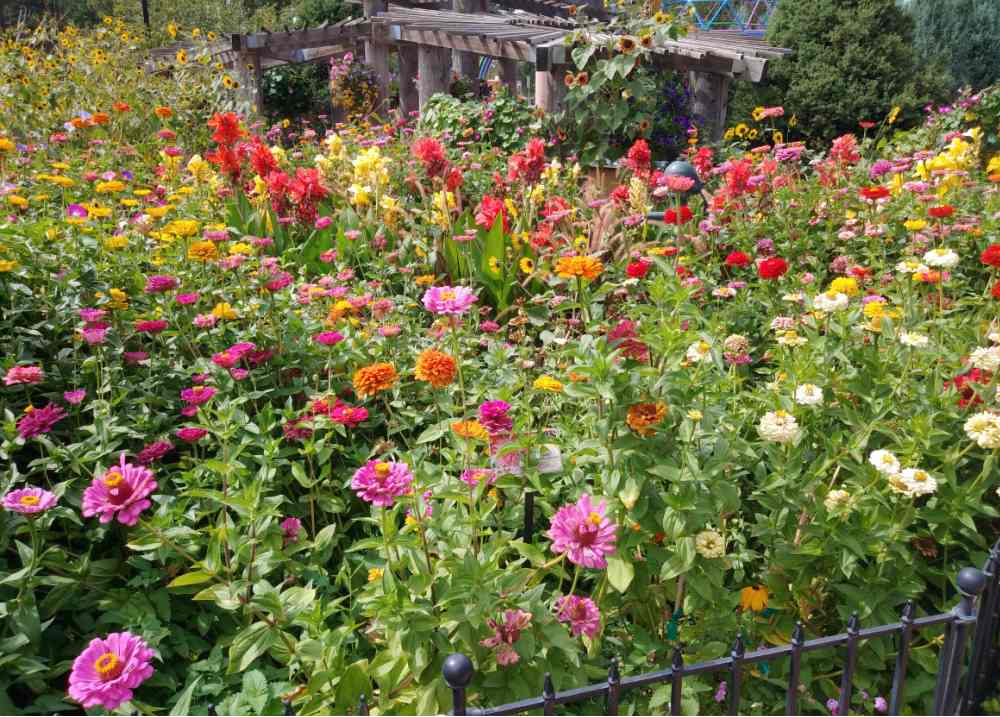 Giant zinnias in a children's garden.