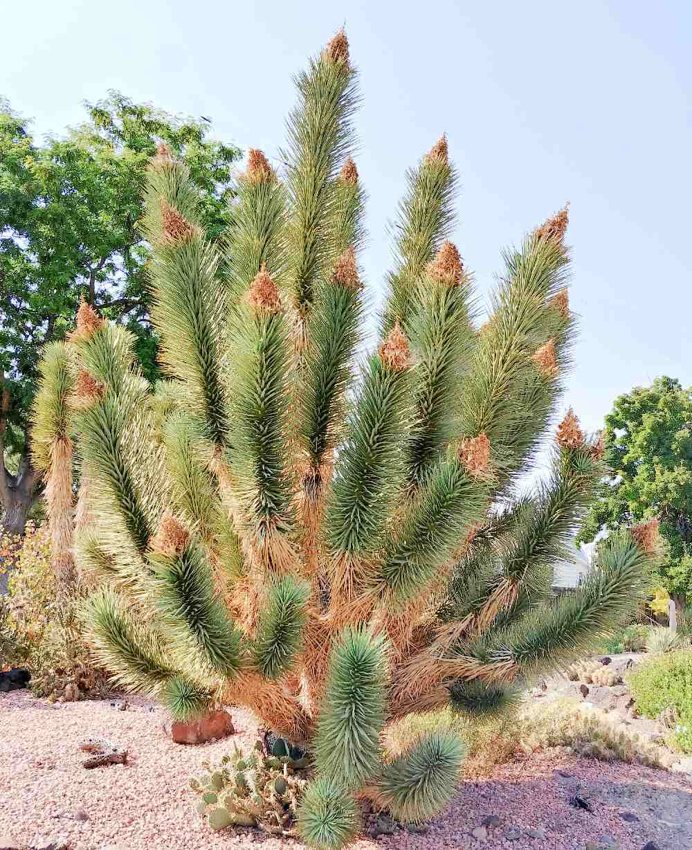 Joshua tree in Orton Botanic Garden with many branches.