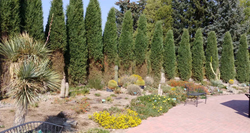 Row of trees behind a botanical garden bed.