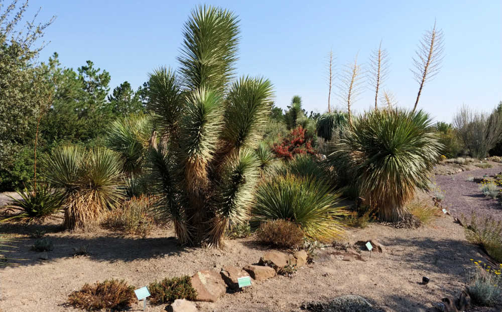 Paths in a botanic garden with yuccas.