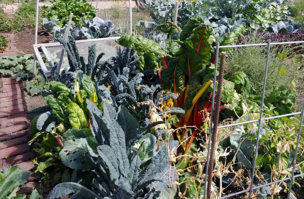 Large rainbow Swiss chard in a vegetable garden.