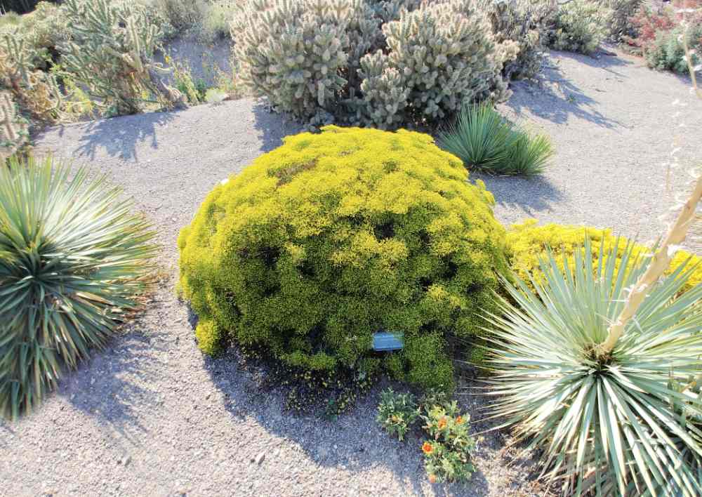 Yellow crisp leaf buckwheat with gaillardia and yuccas.