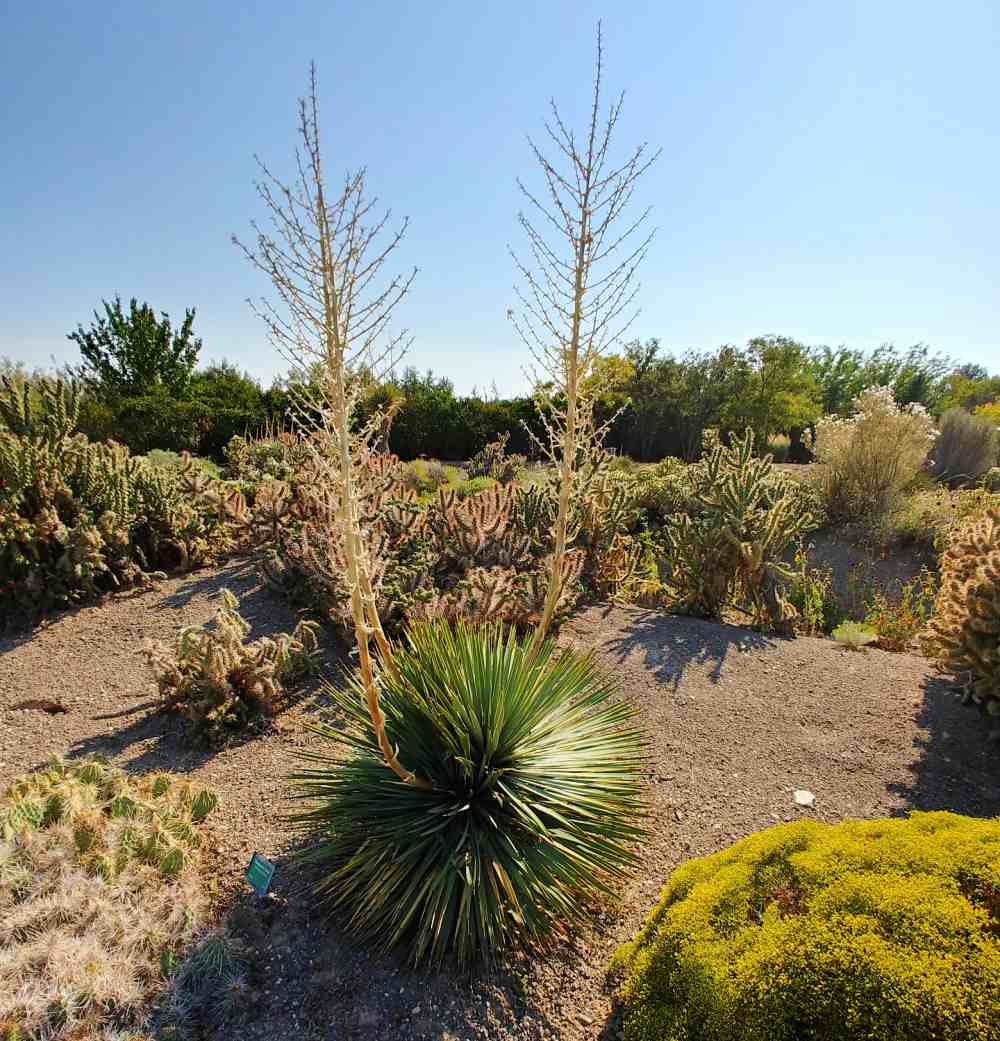 Yucca with flower stalks in Orton Botanic Garden.